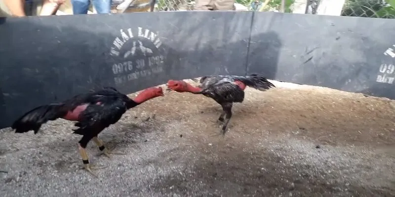 Các kiểu đá gà đòn phổ biến hiện nay Các kiểu đá gà đòn phổ biến hiện nay