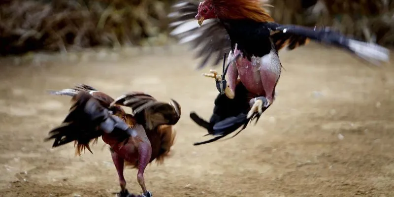 Lý do nên đặt cược đá gà tại B52