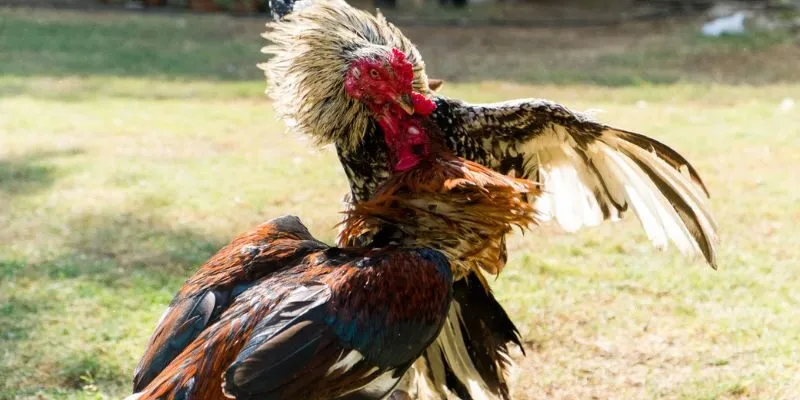 Nắm vững luật chơi là điều cần thiết mà mỗi người cần khi tham gia cá cược