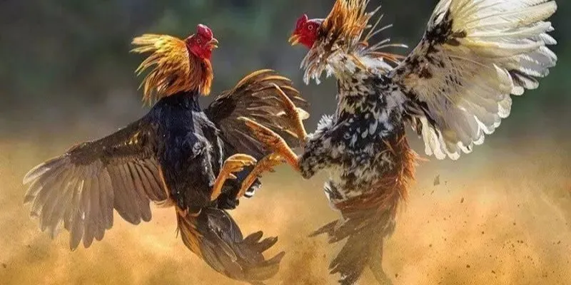 Nhắc đến đá gà thì không thể nào bỏ qua trường gà nổi tiếng thomo