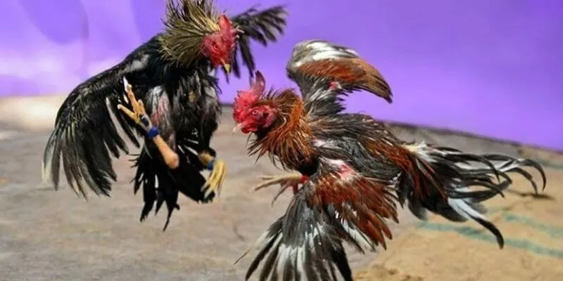 Ưu điểm khi tham gia cá cược đá gà thomo tại B52 Ưu điểm khi tham gia cá cược đá gà thomo tại B52